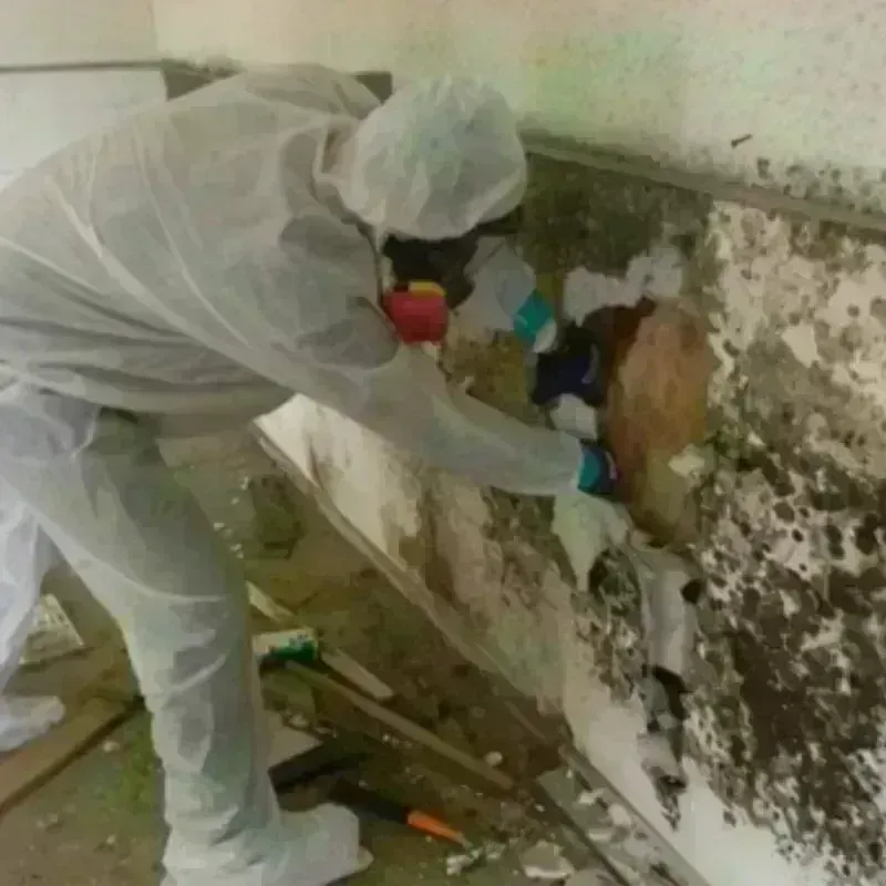 Mold Remediation and Removal in Columbia, CA